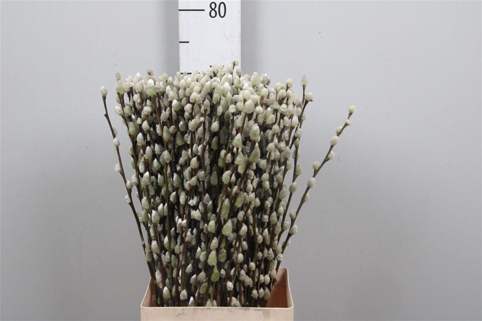 <h4>Salix Ca Snow Flake</h4>