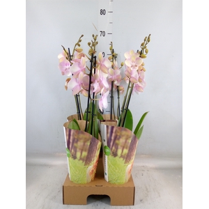 Phalaenopsis  'FC Venetian Carniva'