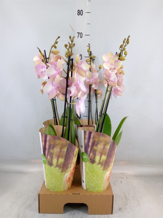<h4>Phalaenopsis  'FC Venetian Carniva'</h4>