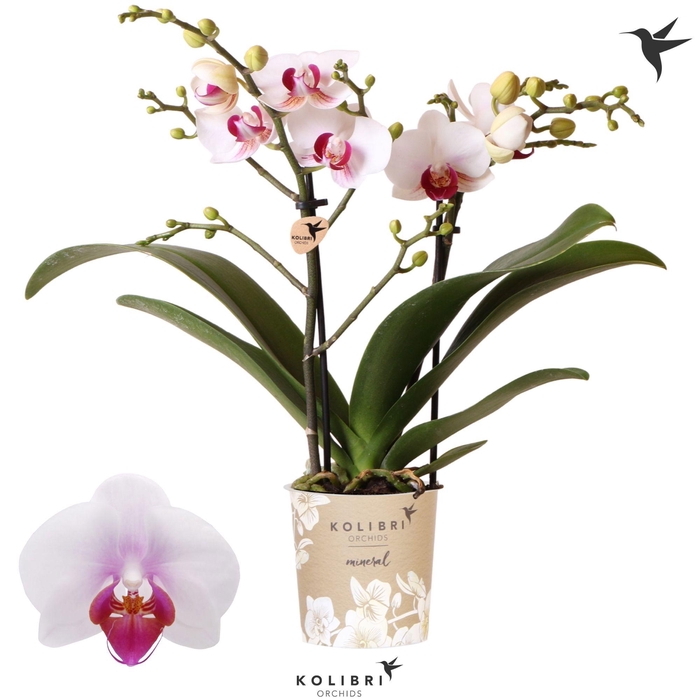 <h4>Kolibri Orchids Phalaenopsis Mineral Gibraltar 2 spike</h4>