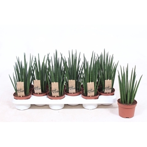Sansevieria bacularis