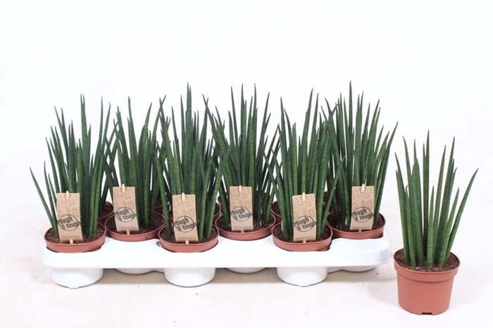 <h4>Sansevieria bacularis</h4>