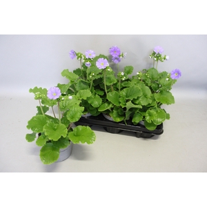 Primula obconica Deep Blue