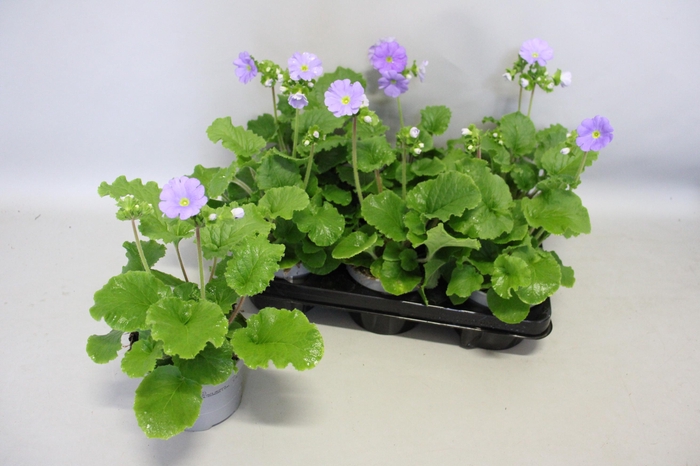 <h4>Primula obconica Deep Blue</h4>