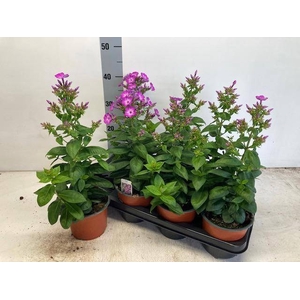 PHLOX P PURPLE EYE F
