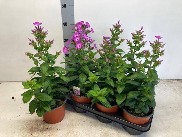 <h4>PHLOX P PURPLE EYE F</h4>