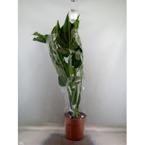 Alocasia cucullata