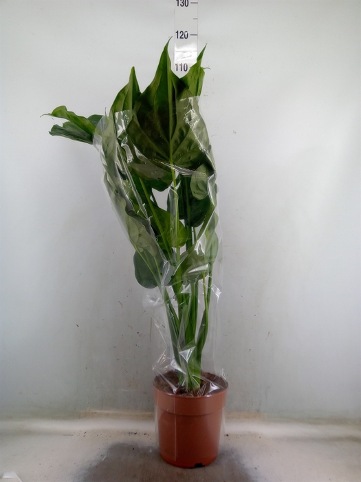 <h4>Alocasia cucullata</h4>