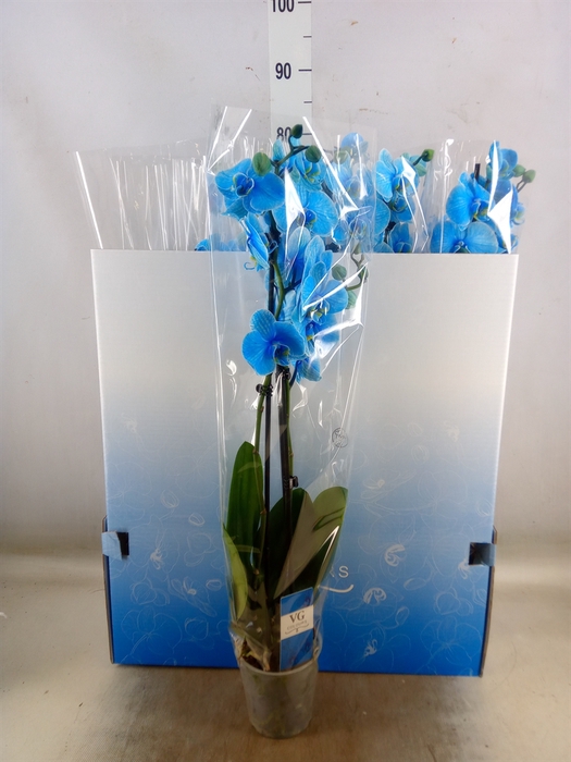 <h4>Phalaenopsis   ...</h4>