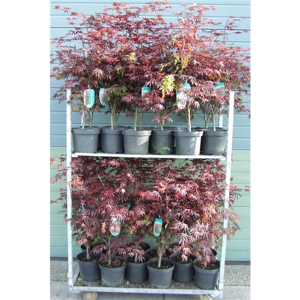 <h4>Acer palmatum 'Trompenburg' P26 Full CC</h4>