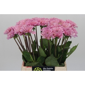 Dahlia Pink Pop