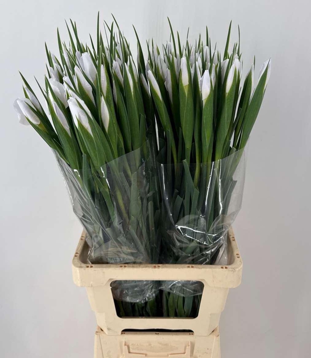 <h4>IRIS WHITE</h4>