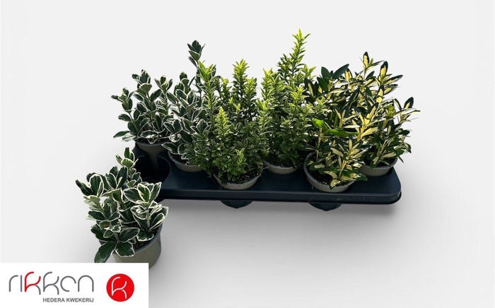 <h4>EUONYMUS JAP GEM</h4>