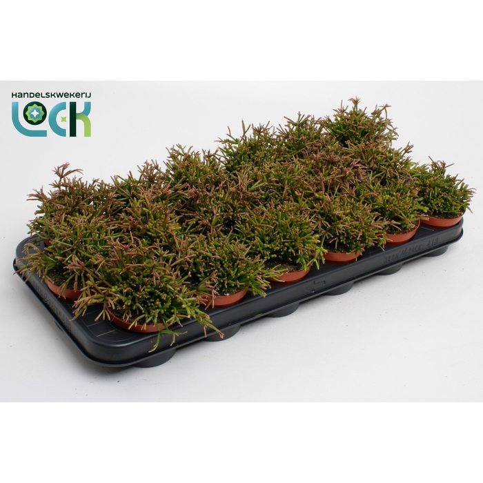 <h4>RHIPSALIS EASY SWEET</h4>