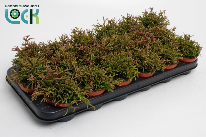 <h4>Rhipsalis Clavata</h4>