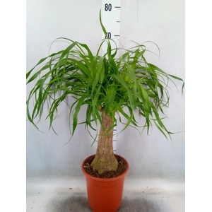 Beaucarnea recurvata