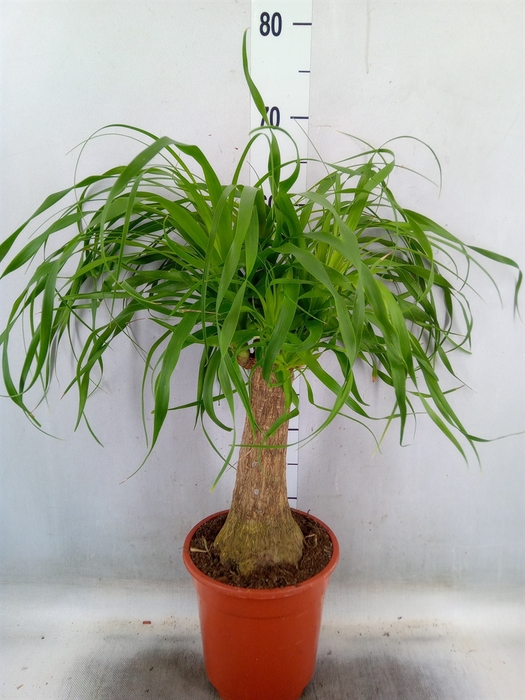 <h4>Beaucarnea recurvata</h4>