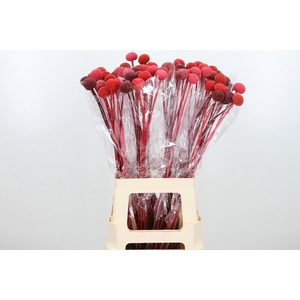 Craspedia Kl Bh Mix Rood
