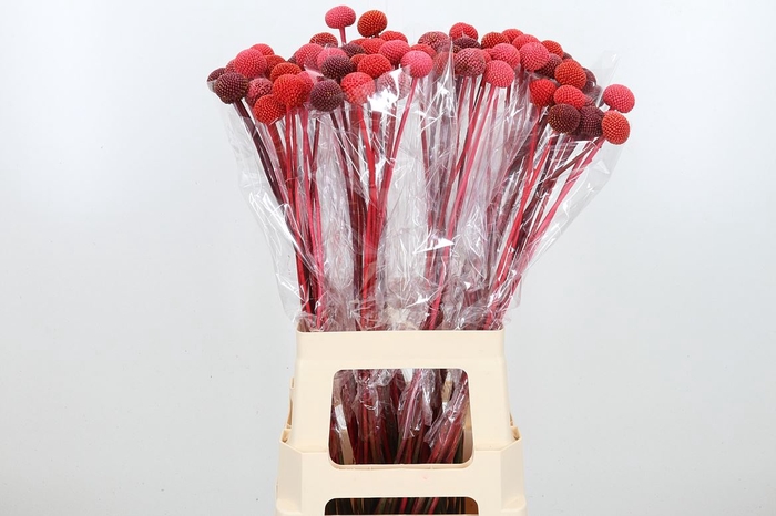 <h4>Craspedia Kl Bh Mix Rood</h4>