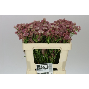 Astrantia Pink Sensation