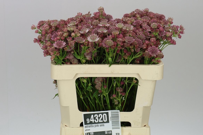 <h4>Astrantia Pink Sensation</h4>
