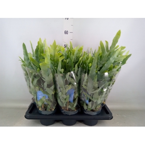 Phlebodium aureum 'Blue Star'