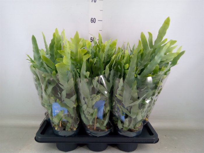 <h4>Phlebodium aureum 'Blue Star'</h4>