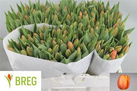 <h4>Tu En Delta Storm</h4>