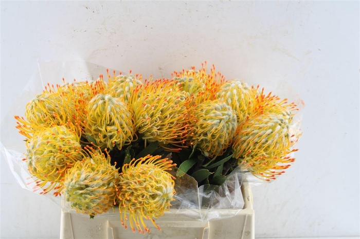 <h4>Leuco Co Goldie</h4>