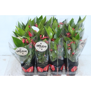 ANTHURIUM MINI MILLION FLOWERS P09