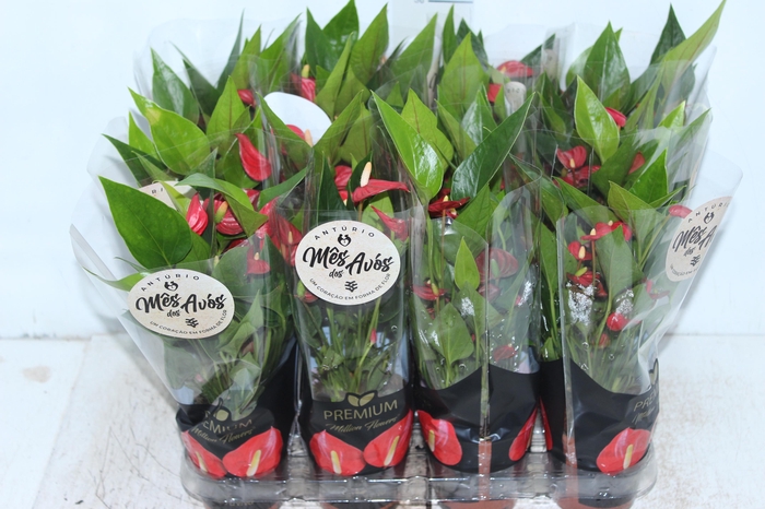 ANTHURIUM MINI MILLION FLOWERS P09