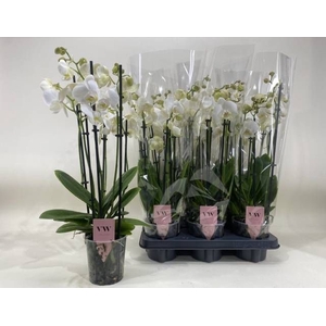 PHAL AN INVERNESS