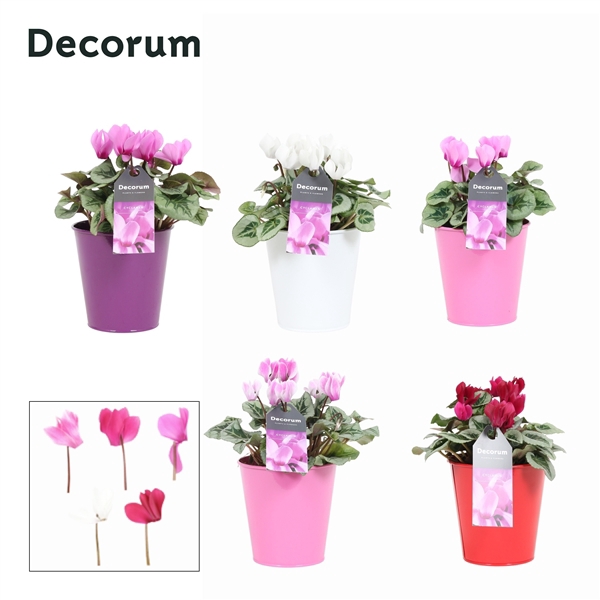 <h4>Cyclaam Magical Feelings in ompot Zara (Decorum)</h4>