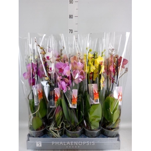 Phalaenopsis ...mix 7