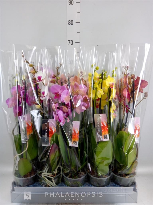 <h4>Phalaenopsis ...mix 7</h4>