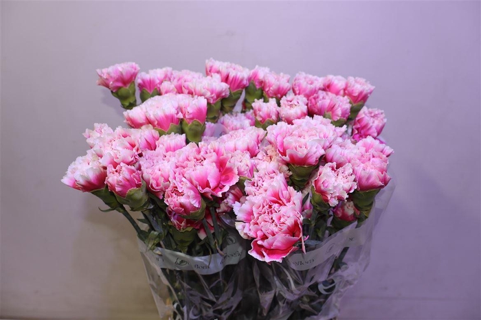 <h4>Di St Malabar</h4>