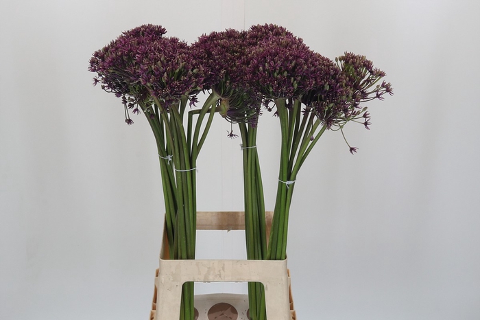 <h4>Allium Miami</h4>