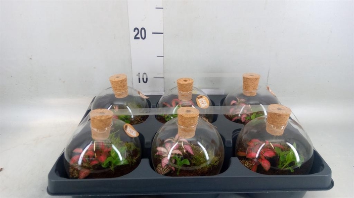 <h4>Arr. Kamerplant Groen H%</h4>