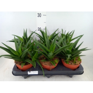 Haworthia pumila 'West Jogoo'