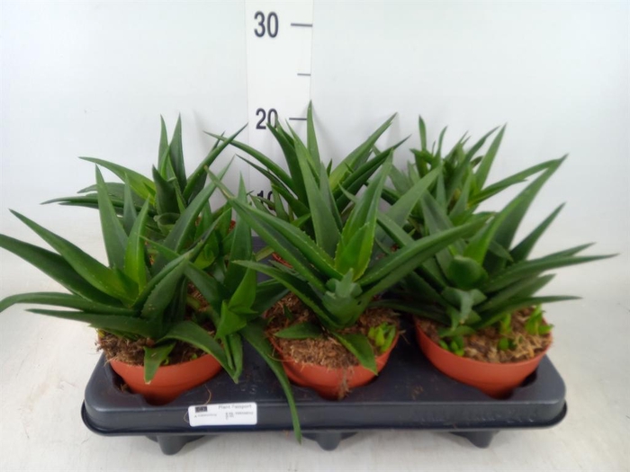 <h4>Haworthia pumila 'West Jogoo'</h4>