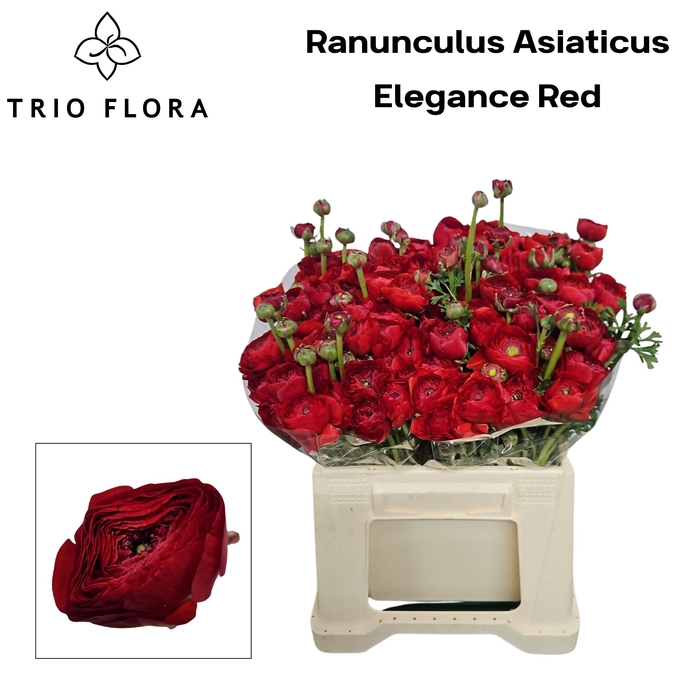 <h4>RAN EL RED 566</h4>