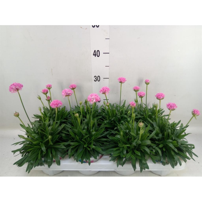 <h4>Armeria pseud. 'Dreameria Daydream'</h4>