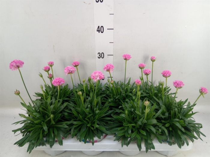 Armeria pseud. 'Dreameria Daydream'