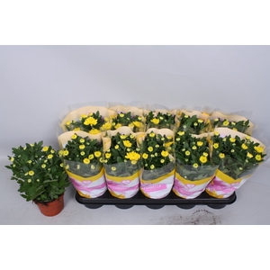 Chrysanthemum Cozy 12Ø 26cm