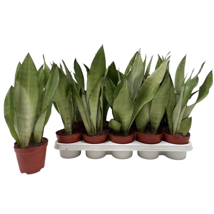 <h4>SANSEV MOONSHINE</h4>