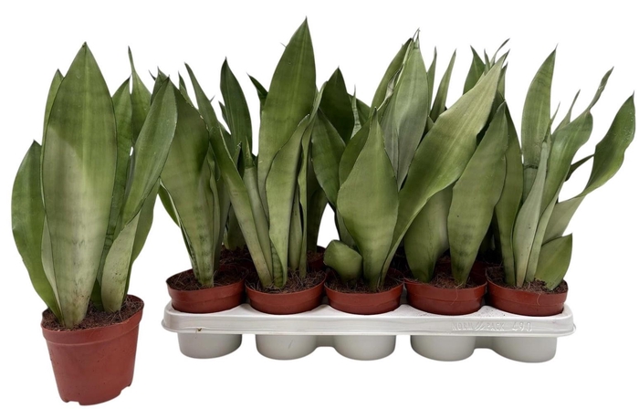 <h4>SANSEV MOONSHINE</h4>