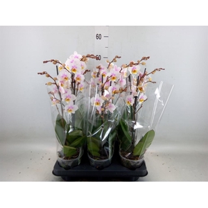 Phalaenopsis multi. 'Ant San Jose'