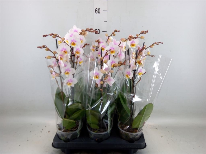 <h4>Phalaenopsis multi. 'Ant San Jose'</h4>