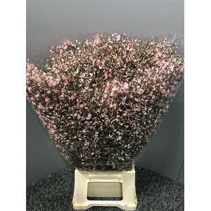 Genista 400gr Col Pink