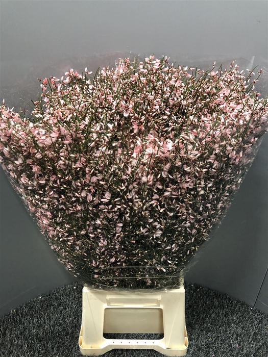 <h4>Genista 400gr Col Pink</h4>